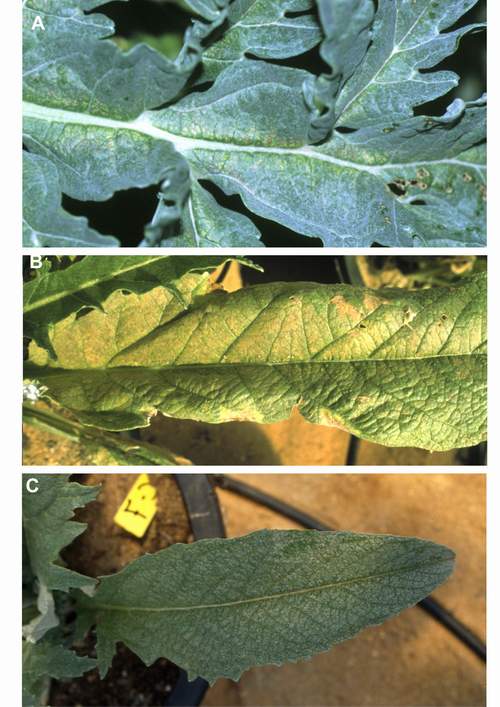 Ozone symptoms in artichoke cv. Imperial Star and cv. Blanca de Tudela fumigated in OTCs (Photos A an B). Leaf of artichoke cv. Imperial Star grown in ozone-free air (C). (Photo A: E. Calvo; Photo B and C: M.J. Sanz)