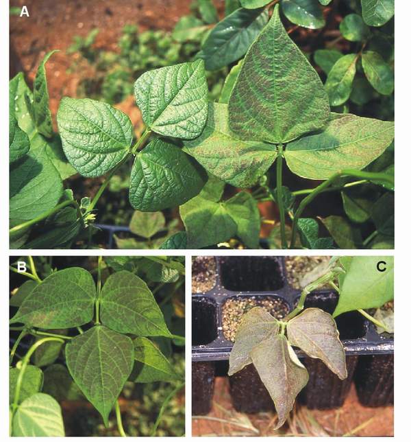 Ozone symptoms in bean cv. Bina fumigated in OTCs. (Photos: M.J. Sanz)