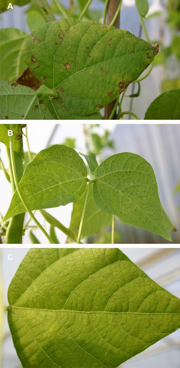 Pest symptoms in bean cv. Donna in charcoal filtered air. (Photos: E. Calvo)