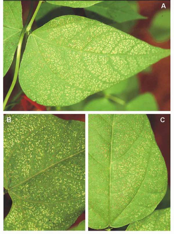 Ozone symptoms in bean cv. Donna fumigated in OTCs. (Photos: C. Martin)