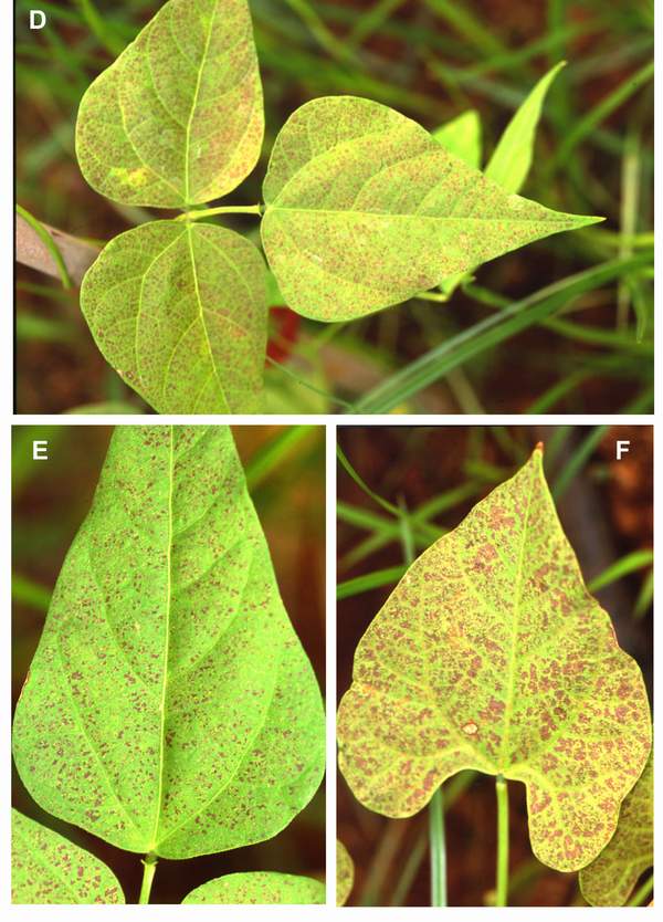 Ozone symptoms in bean cv. Donna fumigated in OTCs. (Photos: E. Calvo)
