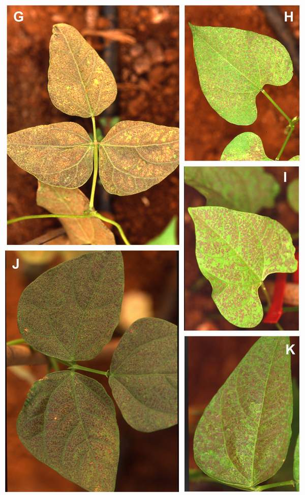Ozone symptoms in bean cv. Donna fumigated in OTCs. (Photos: H, I and K: C. Martin; G and J: E. Calvo)