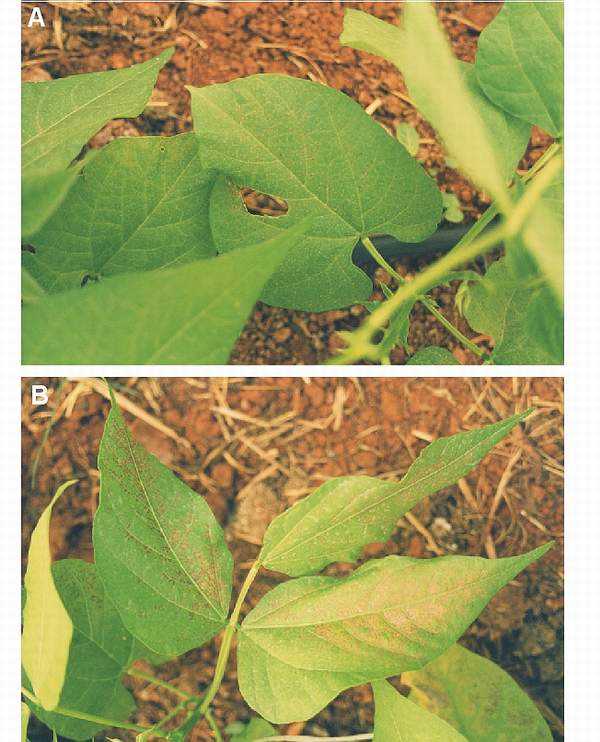 Ozone symptoms in bean cv. Garrafal Oro fumigated in OTCs. (Photos: C. Martin)