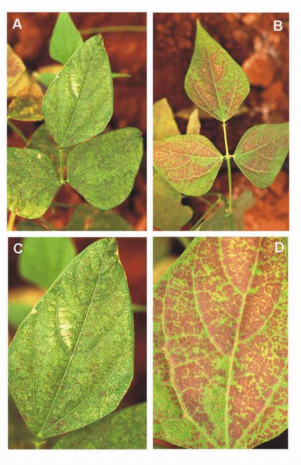Ozone symptoms in bean cv. Matilda fumigated in OTCs. (Photos: E. Calvo)