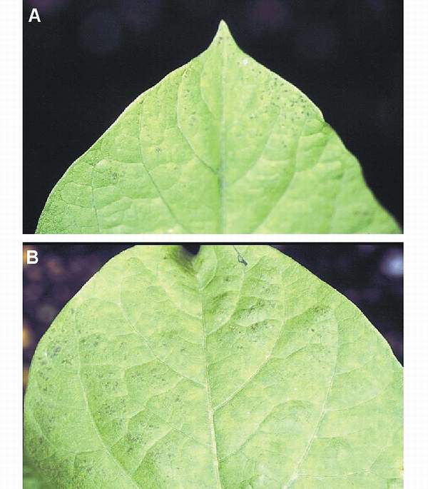 Ozone symptoms in bean cv. Perona fumigated in OTCs. (Photos: V. Calatayud)
