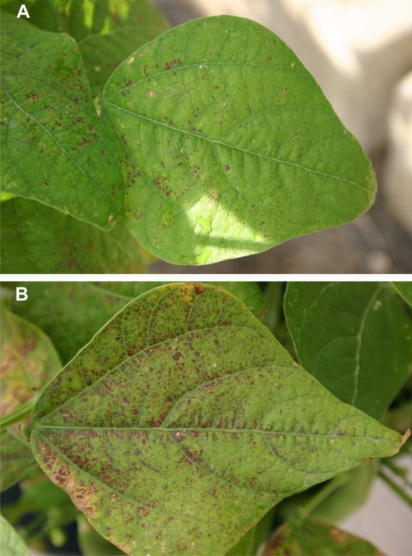 Ozone symptoms in ozone-sensitive (S156) genotype of bean in Spain. (Photos: E. Calvo)