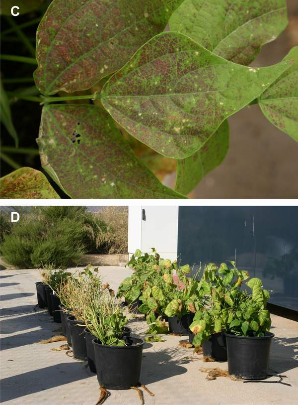 Ozone symptoms in ozone-sensitive (S156) genotype of bean in Spain and comparison between biomass of ozone-sensitive and ozone-resistant genotypes. (Photos: E. Calvo)