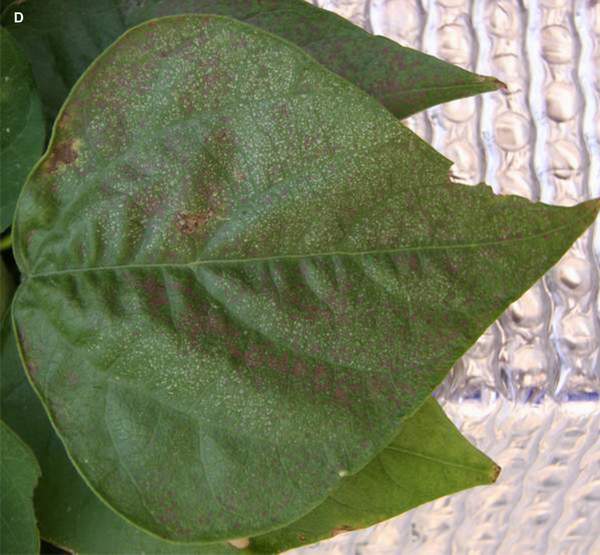 Ozone symptoms and spider mite symptoms in ozone-sensitive (S156) genotype of bean in Spain. (Photo: C. Martin)