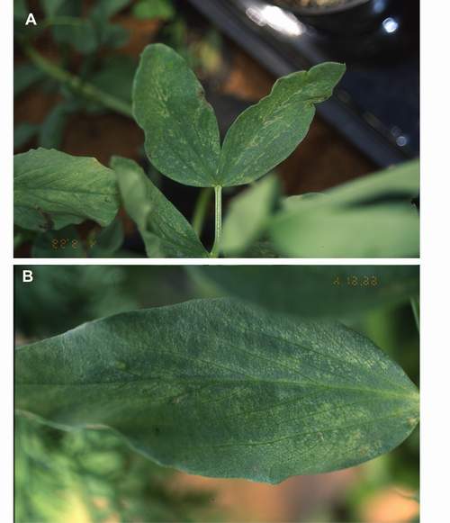 Ozone symptoms in broad bean cv. Carmen fumigated in OTCs. (Photos: M.J. Sanz)