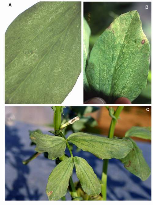 Ozone symptoms in broad bean cv. Histal fumigated in OTCs. (Photos: M.J. Sanz)