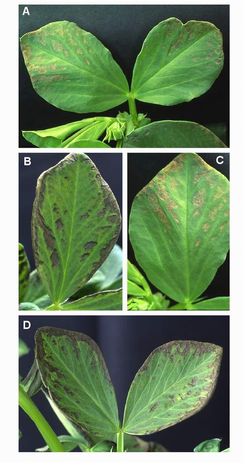 Acute ozone symptoms in broad bean cv. Muchamiel fumigated in OTCs. (Photos: E. Calvo)