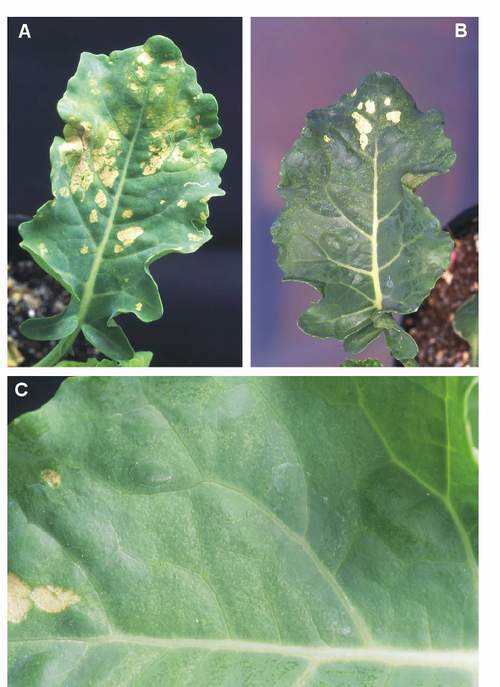 Acute ozone symptoms in broccoli cv. Furia fumigated in OTCs. (Photos: E. Calvo)