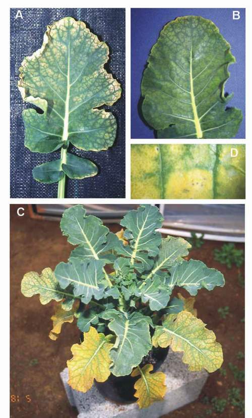 Ozone symptoms in broccoli cv. High Sierra fumigated in OTCs. (Photos: M.J. Sanz)