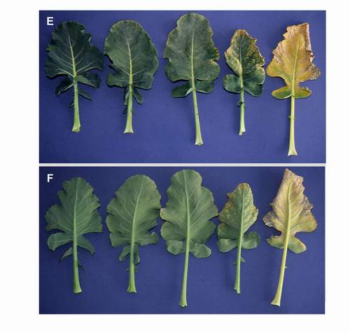 Ozone symptoms in broccoli cv. High Sierra fumigated in OTCs. (Photos: M.J. Sanz)