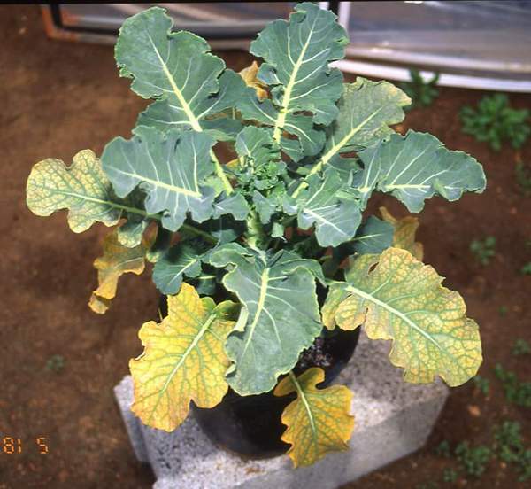 Broccoli plant