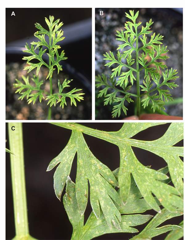 Ozone symptoms in carrot cv. Nantesa Coral in OTCs. (Photos: E. Calvo)