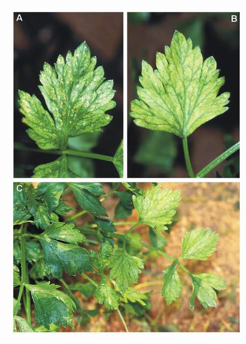 Ozone symptoms in celery cv. Raza Istar fumigated in OTCs. (Photos: E. Calvo)