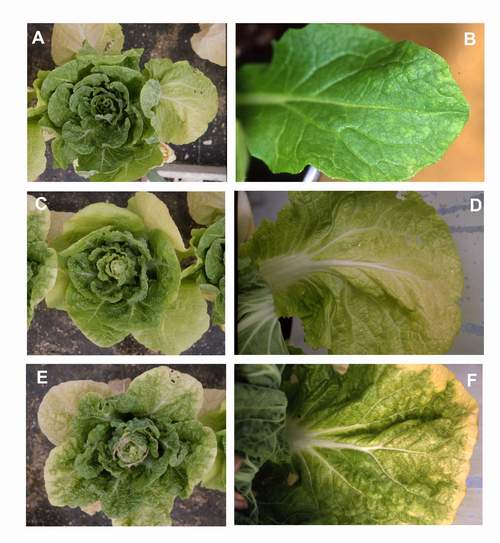 Ozone symptoms in chinese cabbage cv. Manoko fumigated in OTCs. (Photos: E. Calvo)