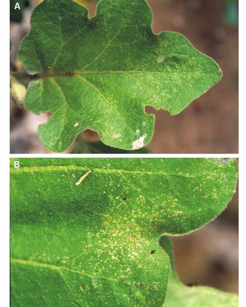 Ozone-like symptoms in egg plant cultivated outdoors in Spain. (Photos: M.J. Sanz)