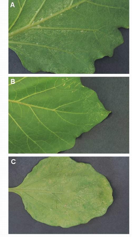 Ozone symptoms in egg plant cv. Listada de Gandia fumigated in OTCs. (Photos: V. Calatayud)