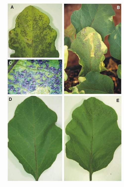 Ozone symptoms in egg plant cv. Viserba fumigated in OTCs. (Photos: M.J. Sanz)