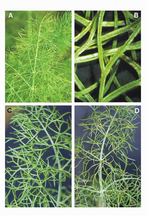 Ozone symptoms in fennel cv. Rondo fumigated in OTCs. (Photos: A and B: V. Calatayud; C and D: E. Calvo)