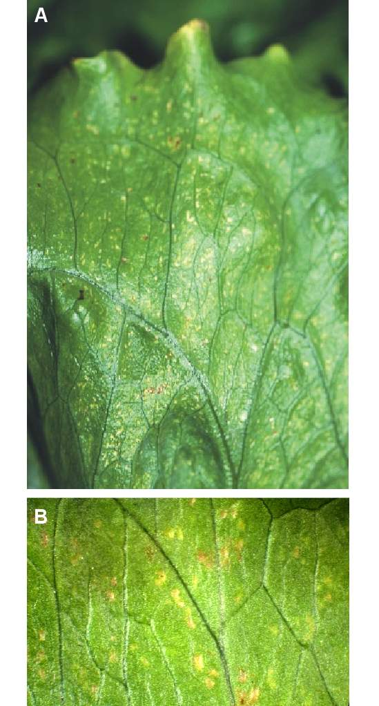 Ozone symptoms in lettuce cv. Iceberg El Toro in OTCs. (Photos: E. Calvo)