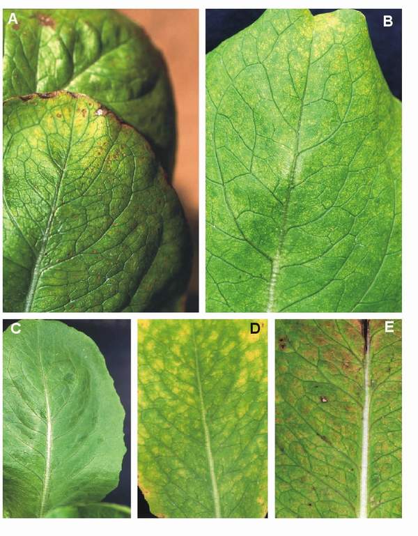 Ozone symptoms in lettuce cv. Romana del Prat in OTCs. (Photos: E. Calvo)