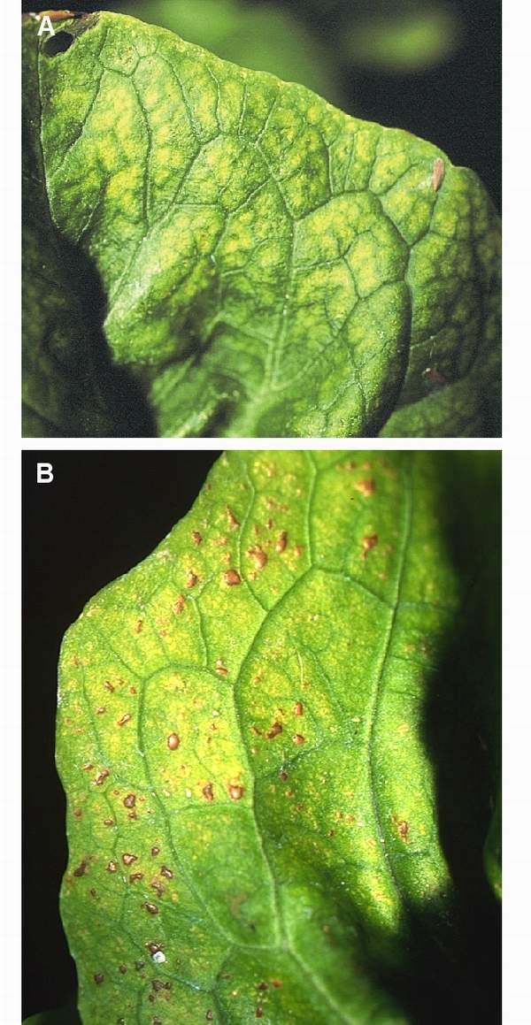 Ozone symptoms in lettuce cv. Cogollo de Tudela in OTCs. (Photos: E. Calvo)