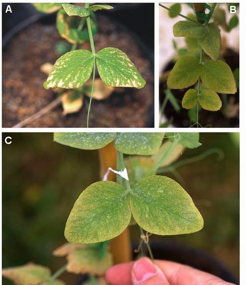 Ozone symptoms in pea cv. Alaska fumigated in OTCs. (Photos: M.J. Sanz)