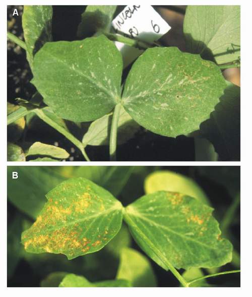 Ozone symptoms in pea cv. Lincoln fumigated in OTCs. (Photos: E. Calvo)