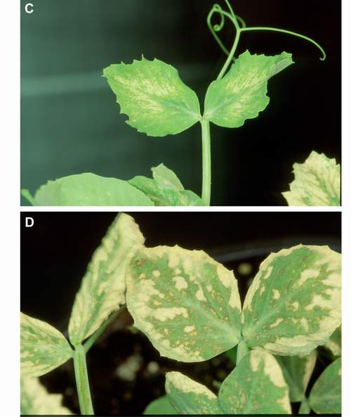 Acute ozone symptoms in pea cv. Lincoln fumigated in OTCs. (Photos: E. Calvo)