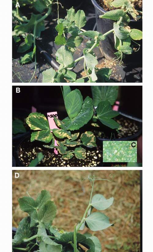 Ozone symptoms in pea cv. Paladio fumigated in OTCs. (Photos: M.J. Sanz)