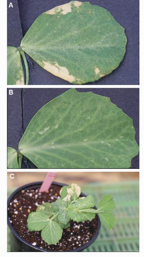 Ozone symptoms in pea cv. Rondo fumigated in OTCs. (Photos: E. Calvo)