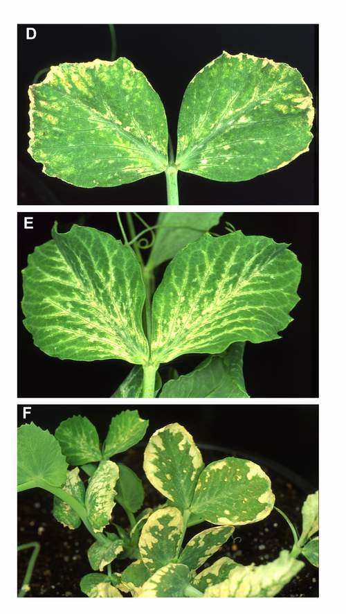 Acute ozone symptoms in pea cv. Rondo fumigated in OTCs. (Photos: E. Calvo)
