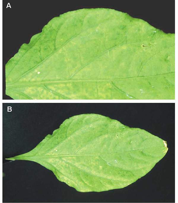 Ozone symptoms in pepper cv. Estilo in OTCs. (Photos: M.J.Sanz)