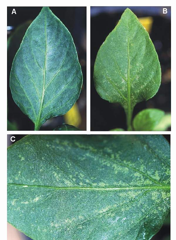 Ozone symptoms in pepper cv. Mariner in OTCs. (Photos: E. Calvo)