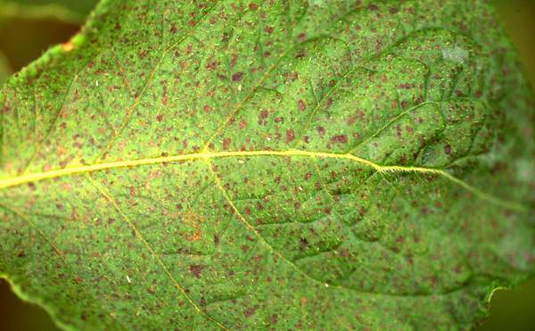 Ozone symptoms in potato cv. Agria in OTCs. (Photos: E. Calvo)