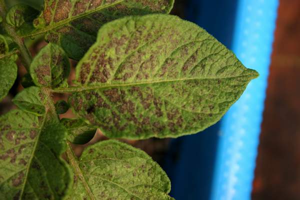 Ozone symptoms in potato cv. Bartina in OTCs. (Photos: E. Calvo)
