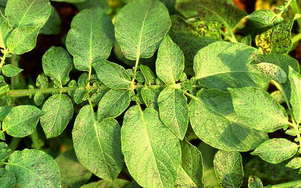 Initial ozone symptoms in potato cv. Charlotte in OTCs. (Photos: E. Calvo)