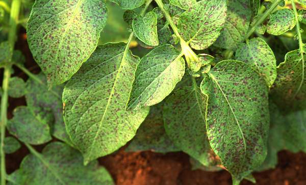 Ozone symptoms in potato cv. Charlotte in OTCs. (Photos: E. Calvo)