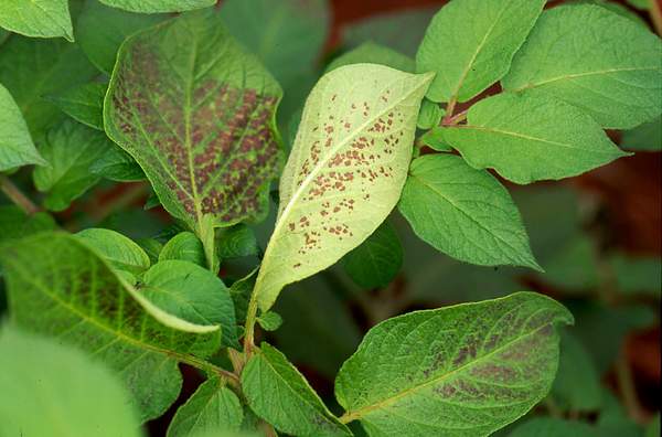 Ozone symptoms in potato cv. Desiree in OTCs. (Photos: E. Calvo)