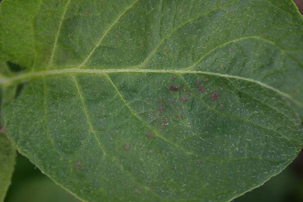 Ozone symptoms in potato cv. Escort in OTCs. (Photos: E. Calvo)