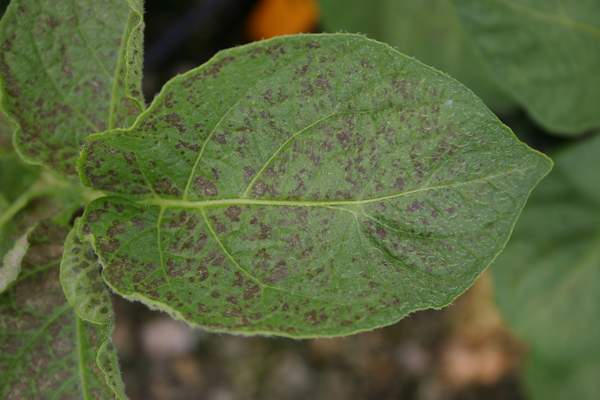 Ozone symptoms in leaflet of potato cv. Kondor in OTCs. (Photos: E. Calvo)