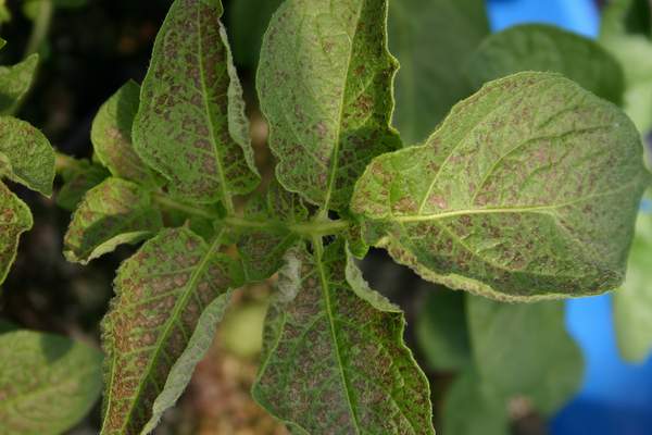 Ozone symptoms in potato cv. Kondor in OTCs. (Photos: E. Calvo)