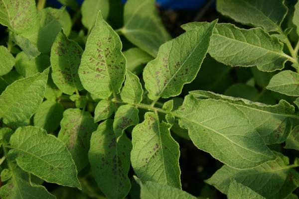 Ozone symptoms in potato cv. Lady Rosetta in OTCs. (Photos: E. Calvo)