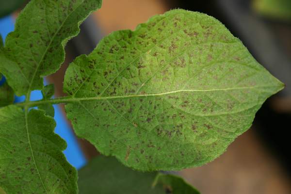Ozone symptoms in potato cv. Provento in OTCs. (Photos: E. Calvo)