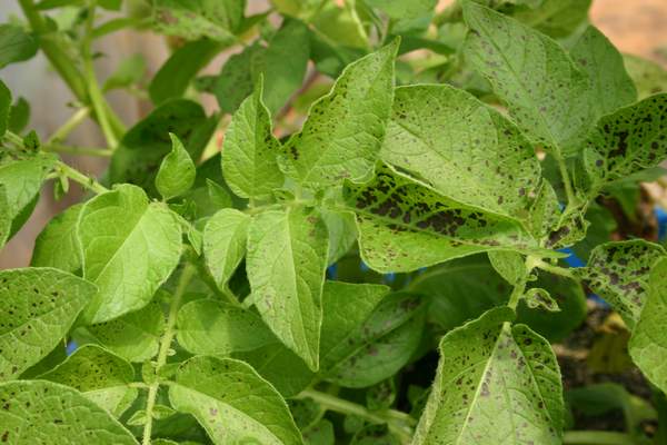 Ozone symptoms in potato cv. Safrane in OTCs. (Photos: E. Calvo)