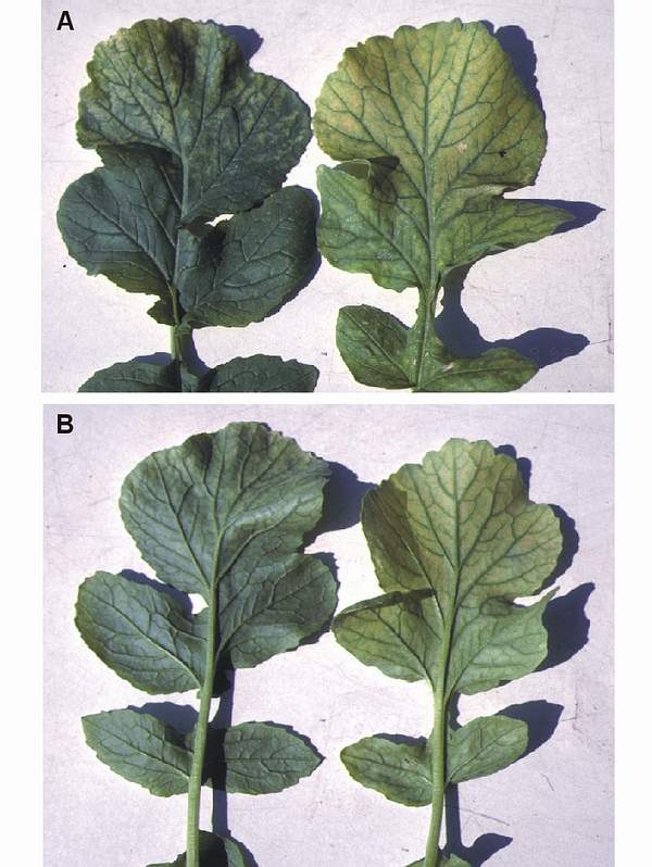 Ozone symptoms in radish cv. Murciano in OTCs. (Photos: E. Calvo)