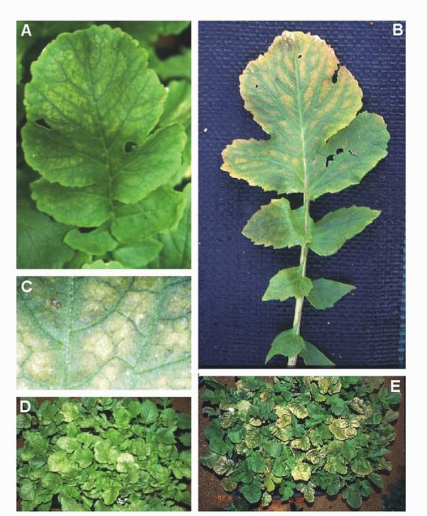 Ozone symptoms in radish cv. Pernot in OTCs. (Photos: M.J. Sanz)